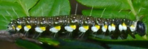 Delias nysa nysa - Final Larvae